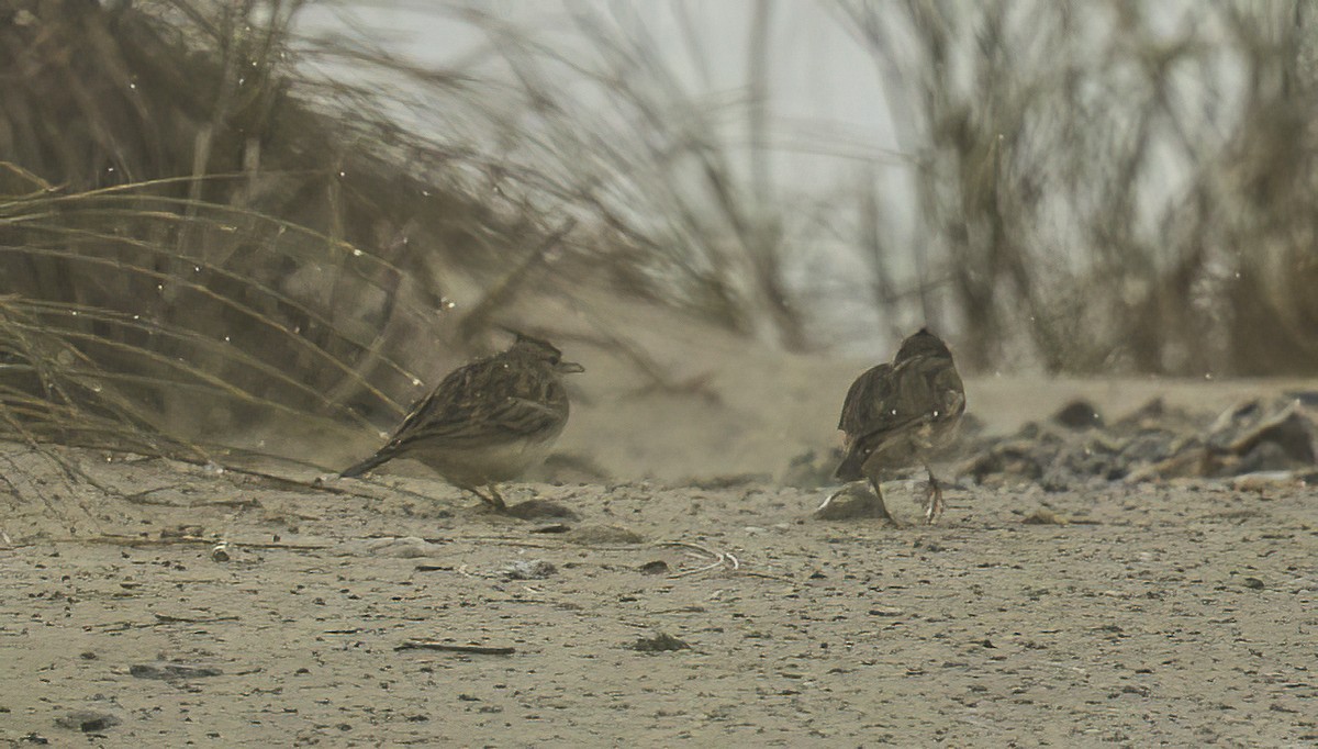 Crested Lark - ML610901074