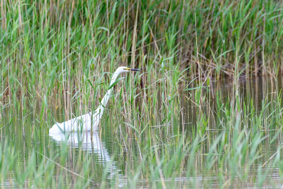 Great Egret - ML610901133