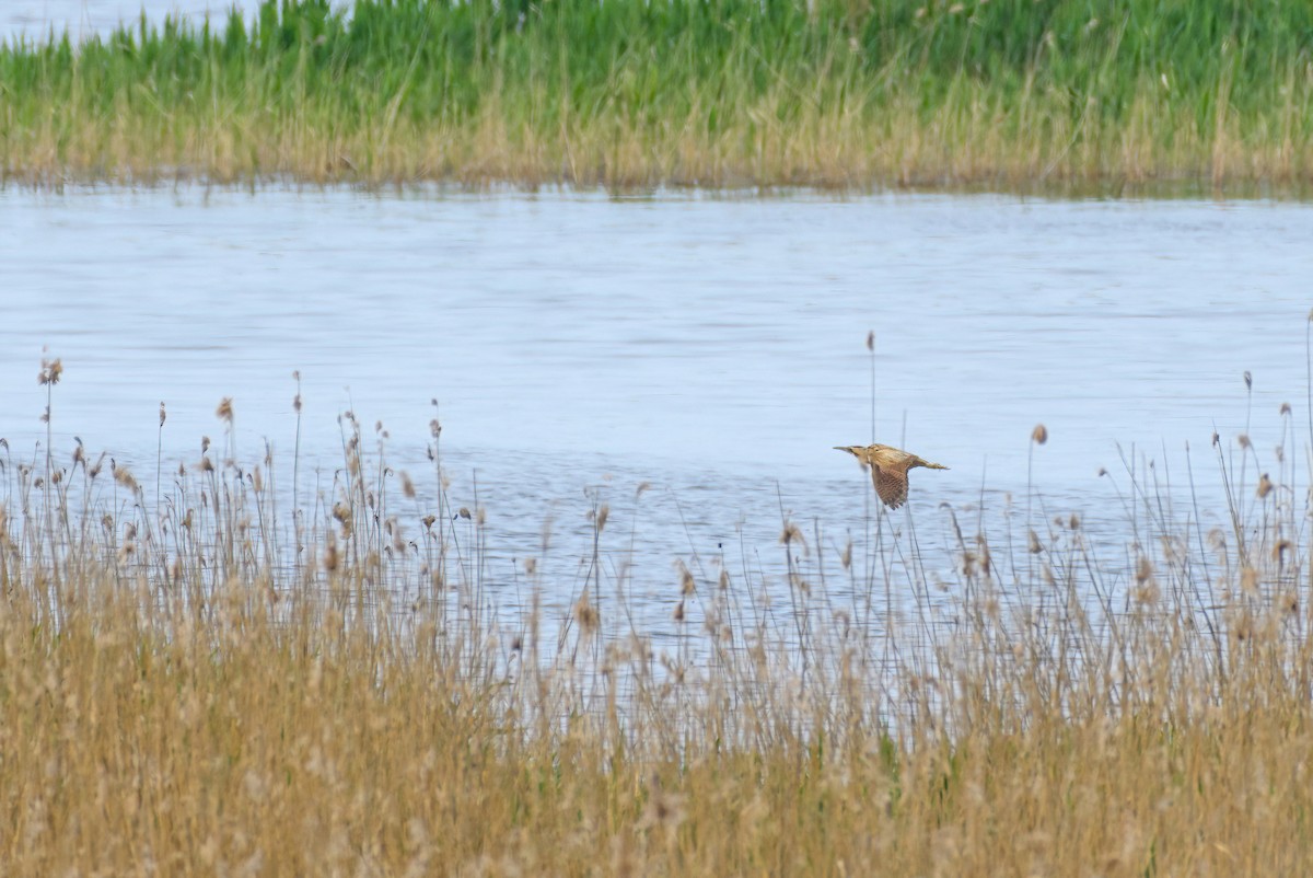 Great Bittern - ML610901153