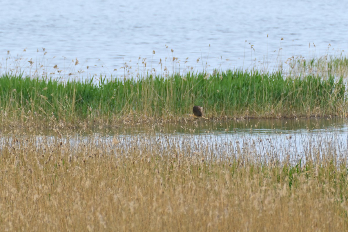 Great Bittern - ML610901154