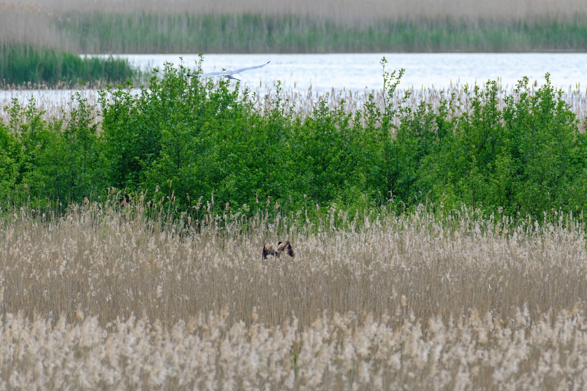 Great Bittern - ML610901155