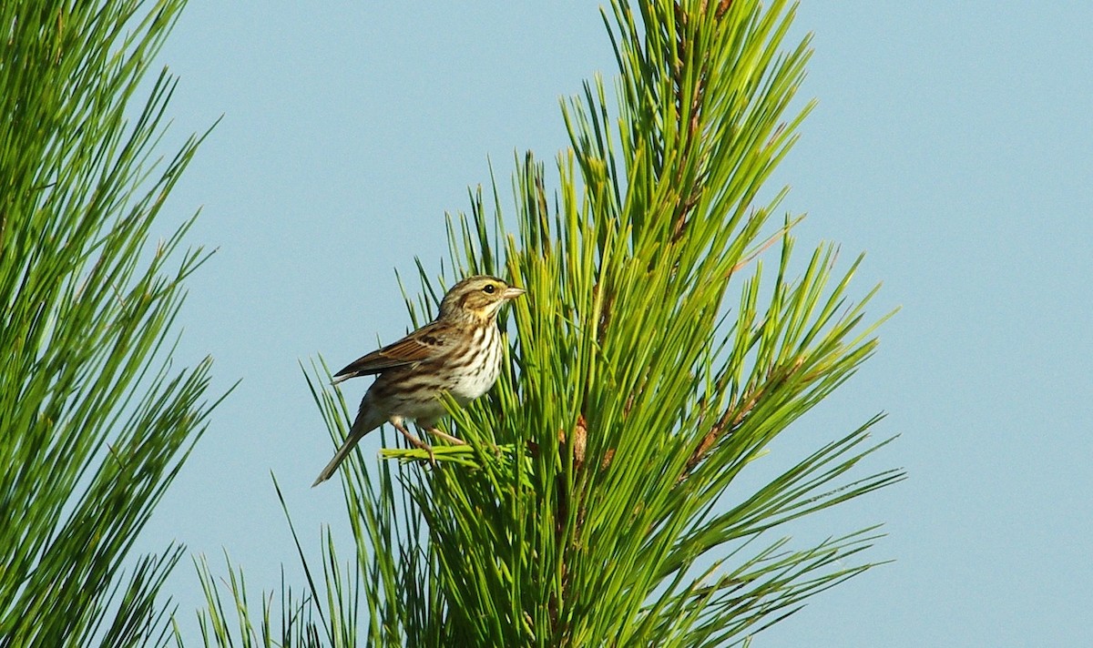 Savannah Sparrow - chuck gehringer