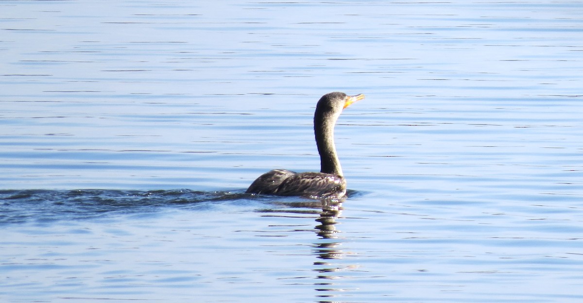 Double-crested Cormorant - ML610901381