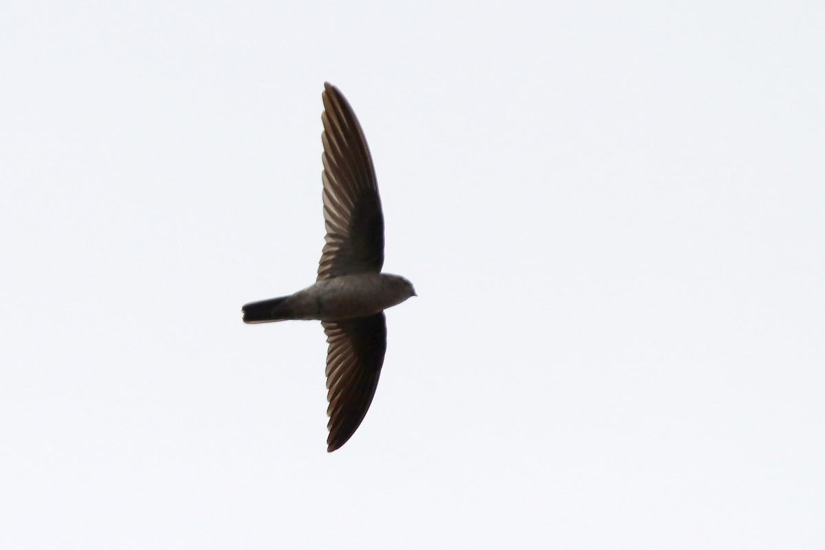 White-nest Swiftlet (Germain's) - ML610901456