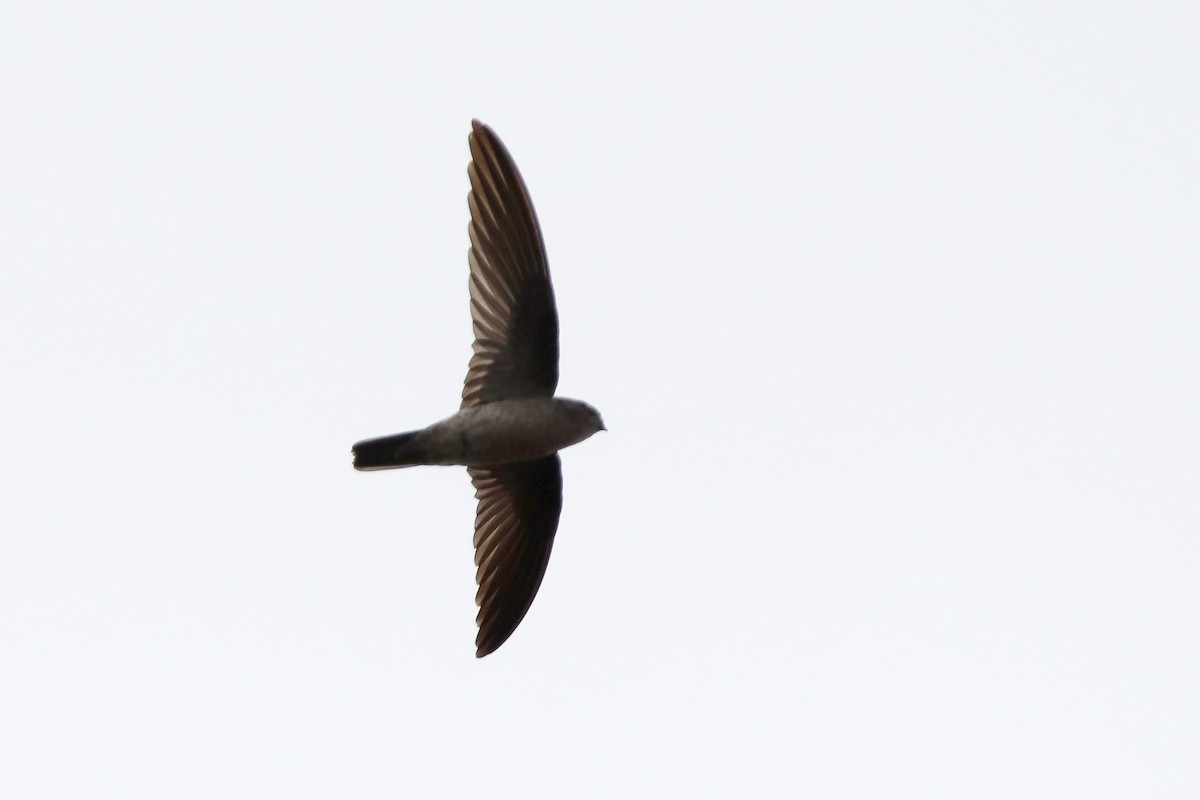 Germain's Swiftlet - Silas Würfl