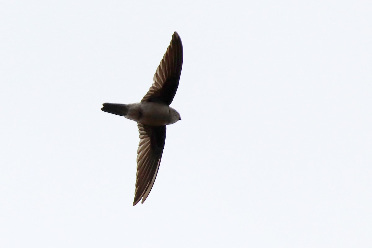 White-nest Swiftlet (Germain's) - Silas Würfl