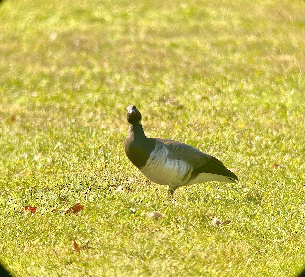 黑雁 - ML610901472