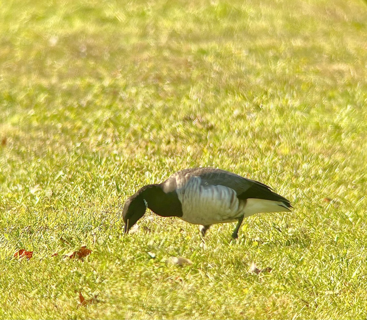 黑雁 - ML610901473