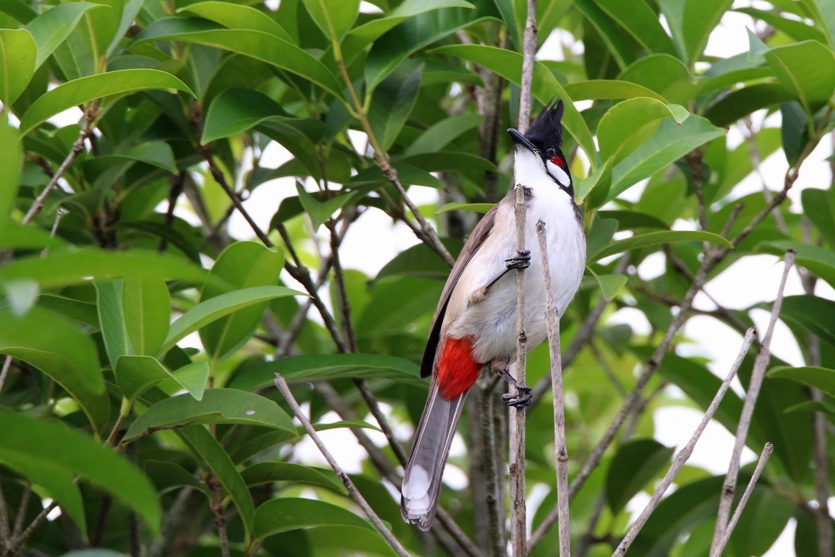 紅耳鵯 - ML610901506