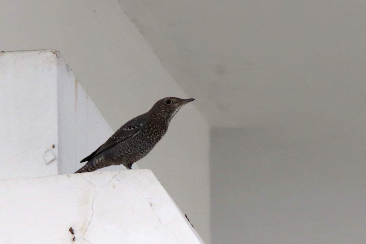 藍磯鶇 - ML610901509