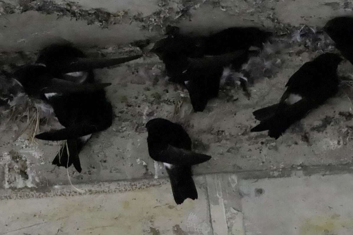 小雨燕 - ML610901514