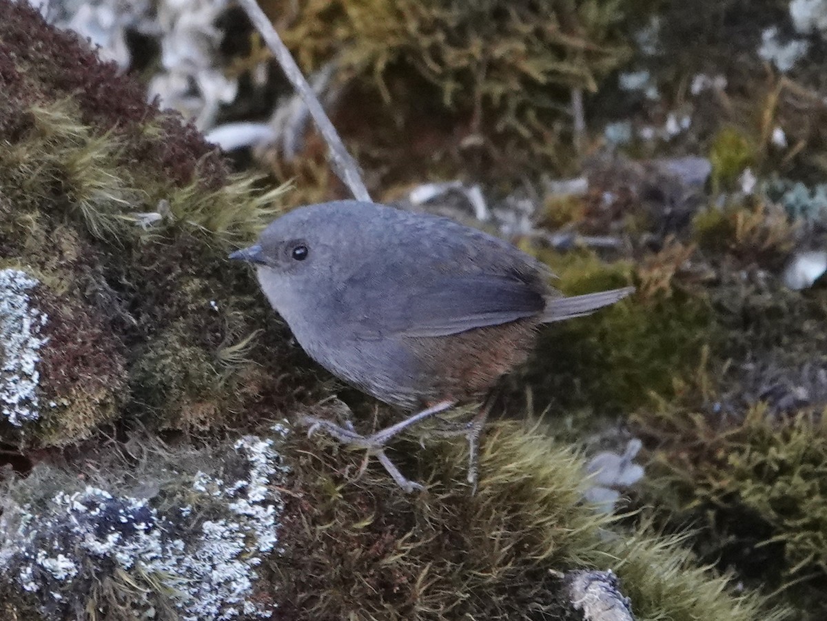 Vilcabamba Tapaculo - ML610901556