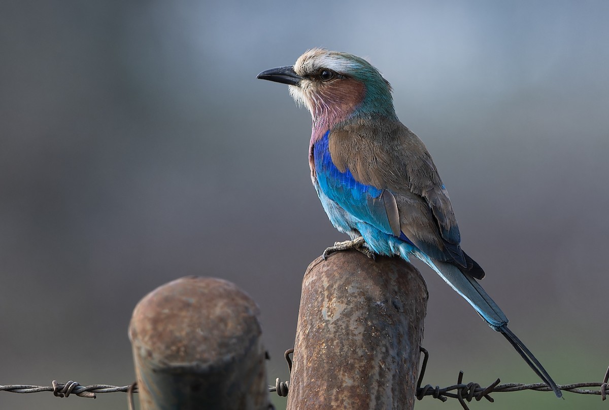 Lilac-breasted Roller - Don Danko