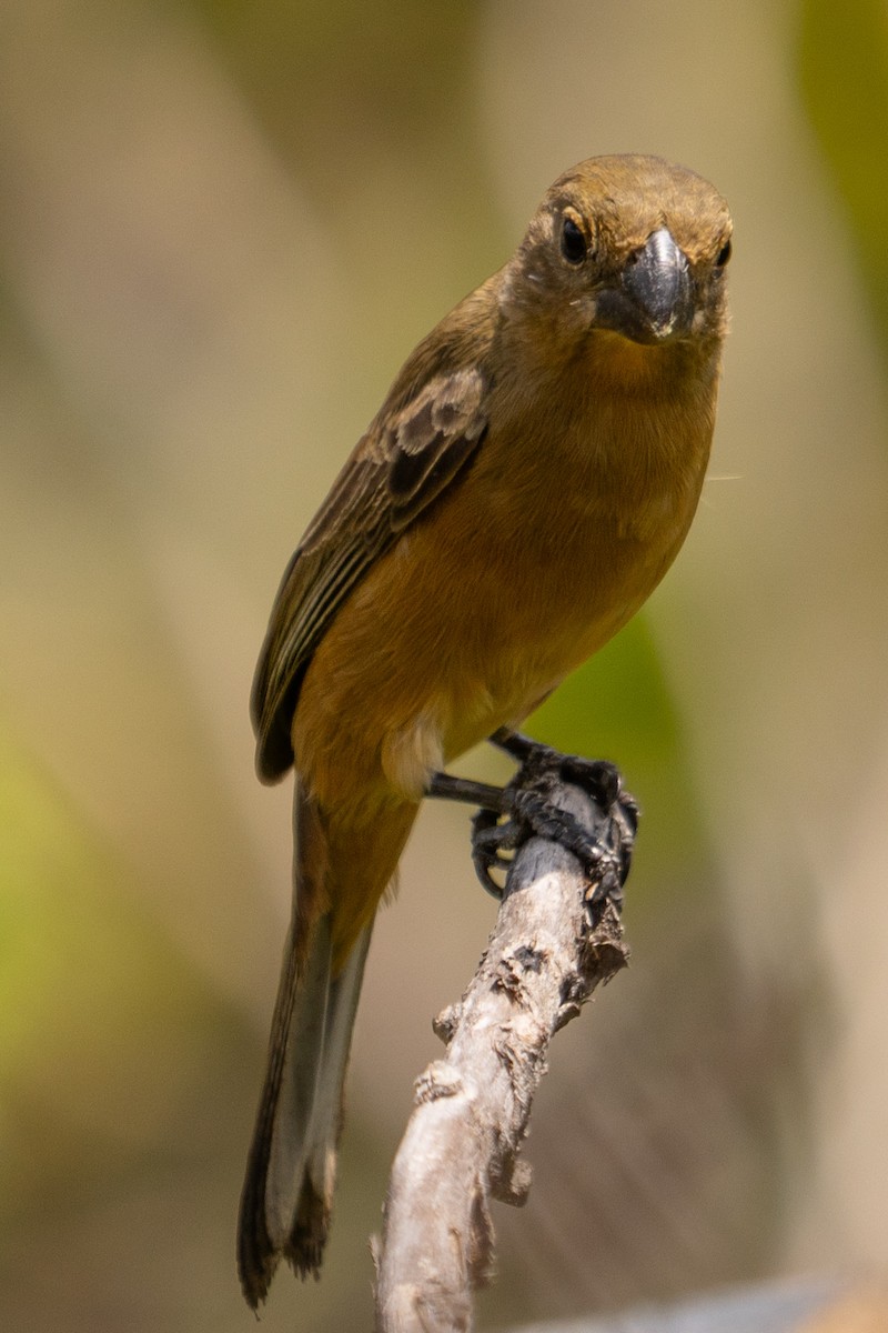 Sporophile gris-de-plomb - ML610901676