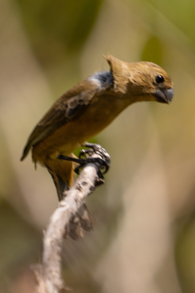 Plumbeous Seedeater - Richard Edden