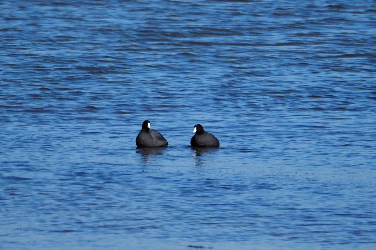 American Coot - ML610901688