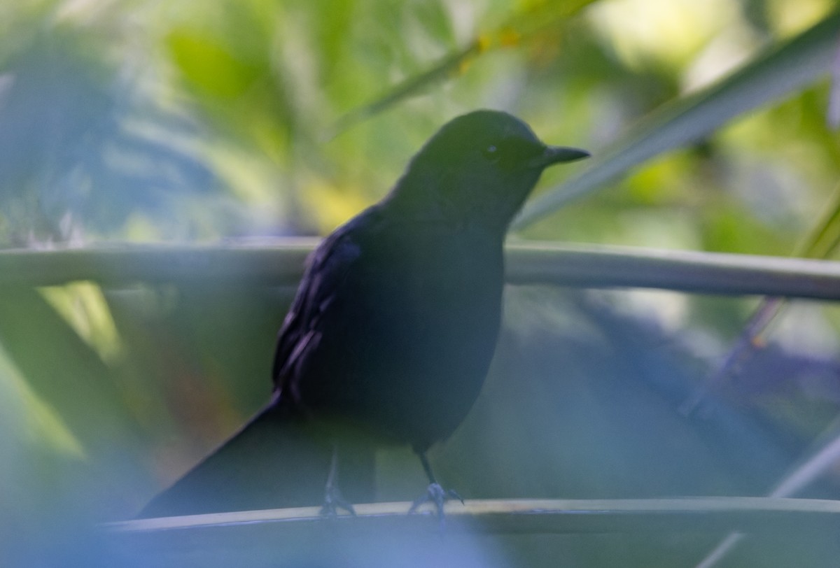 Black Catbird - ML610901739