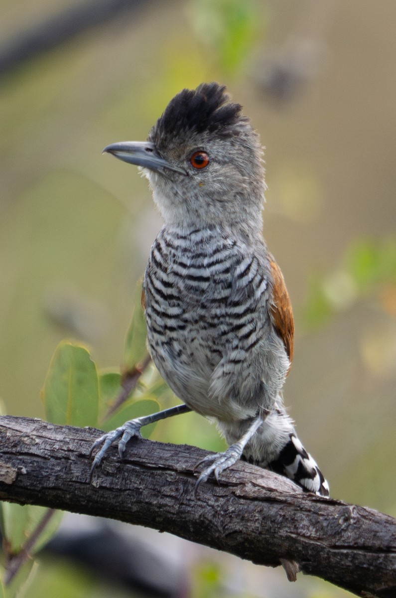 Rufous-winged Antshrike - ML610901793