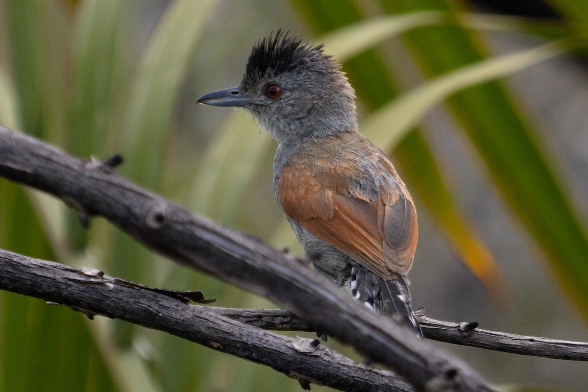 Rufous-winged Antshrike - Richard Edden