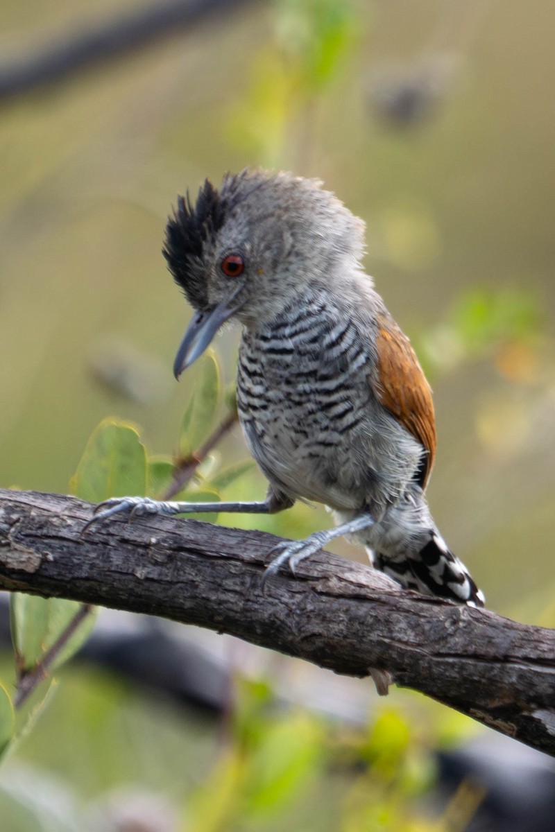 Rufous-winged Antshrike - Richard Edden