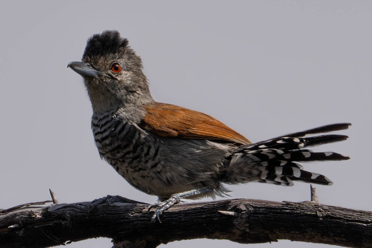 Rufous-winged Antshrike - Richard Edden