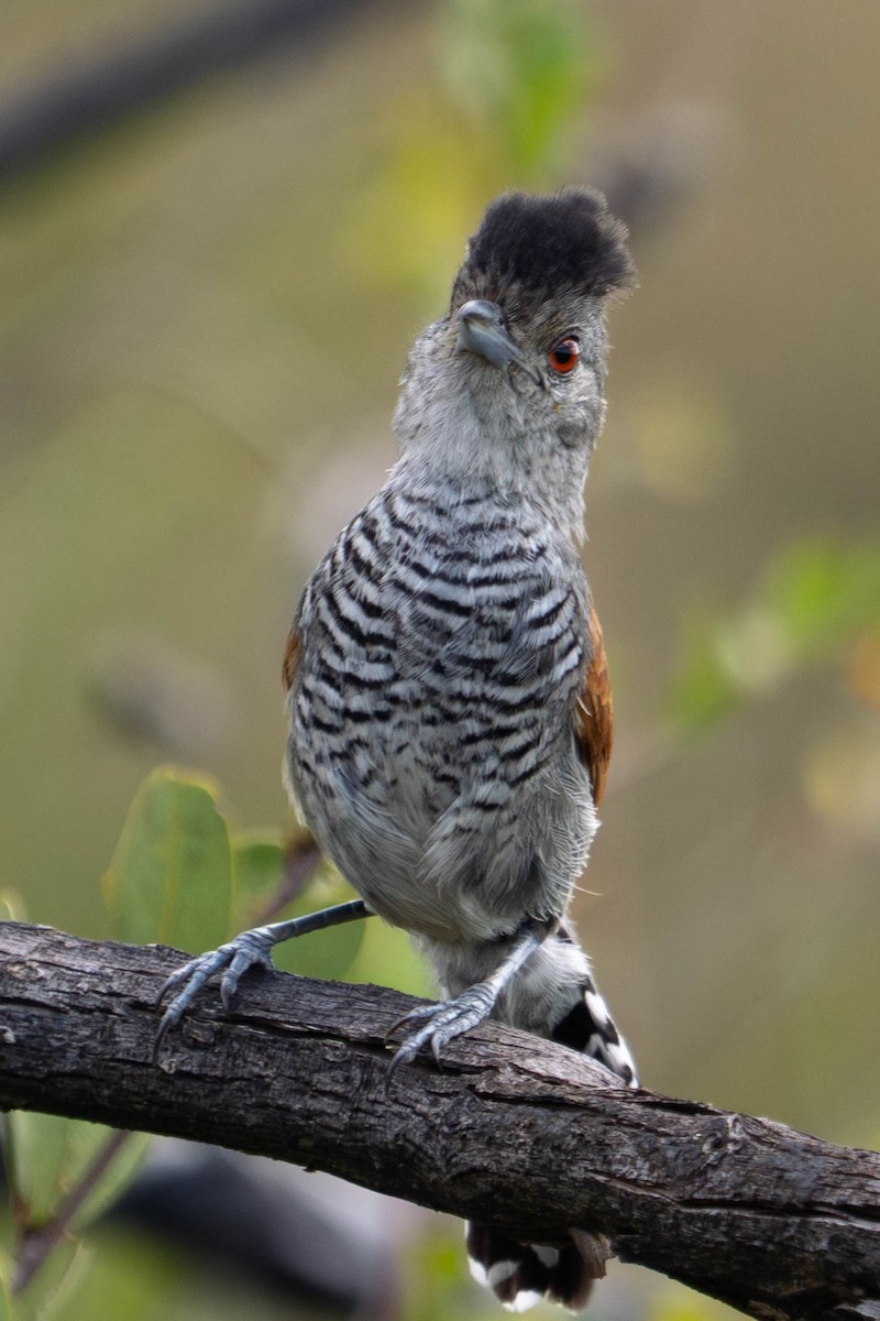 Rufous-winged Antshrike - ML610901806