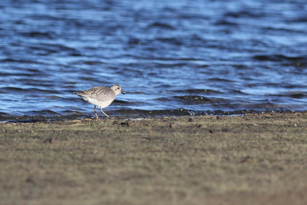 Black-bellied Plover - ML610901849