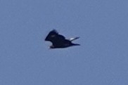 Steinadler - ML610901962