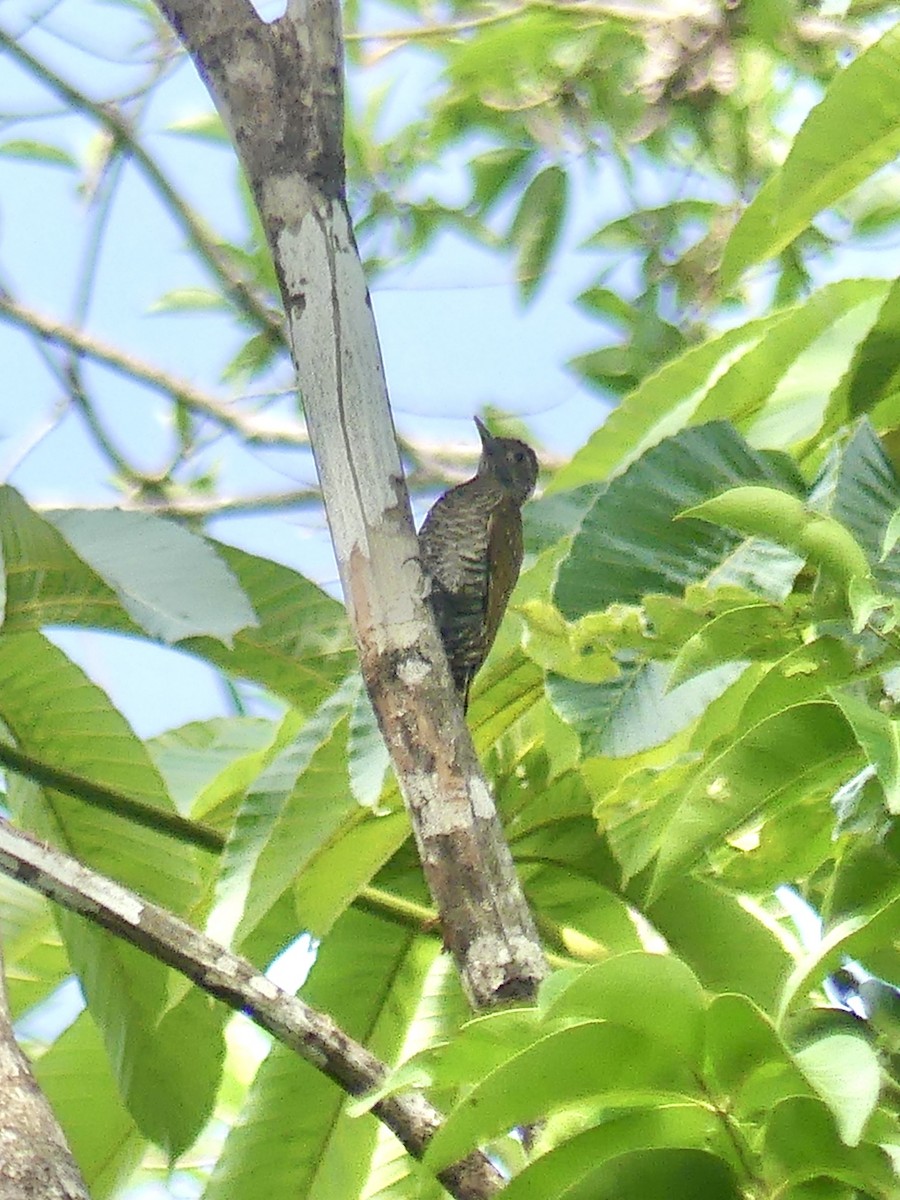 Golden-collared Woodpecker - Laura Blutstein