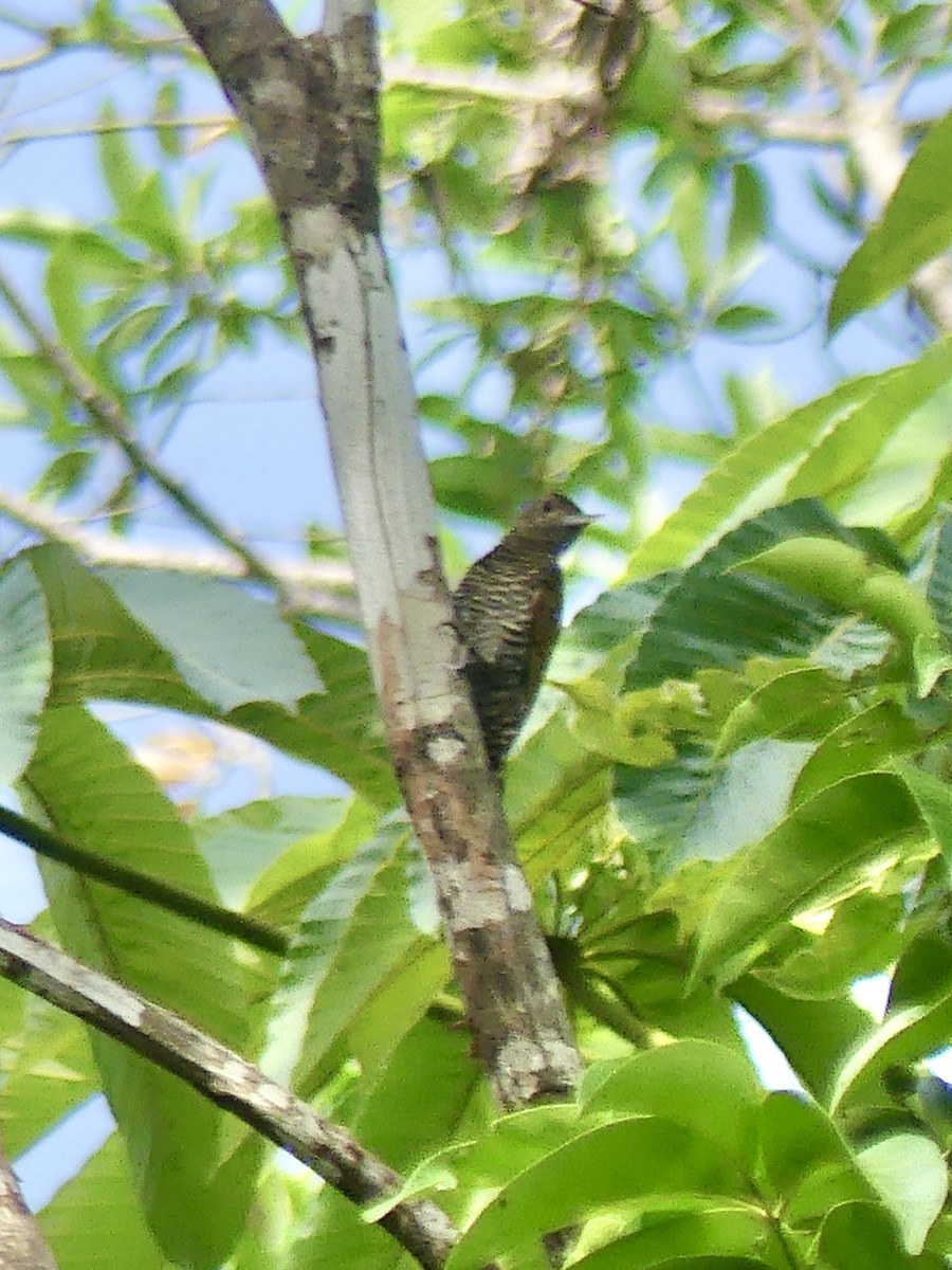 Golden-collared Woodpecker - Laura Blutstein