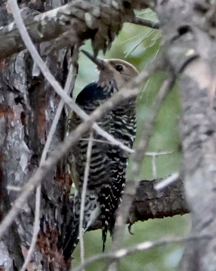 Williamson's Sapsucker - ML610902003