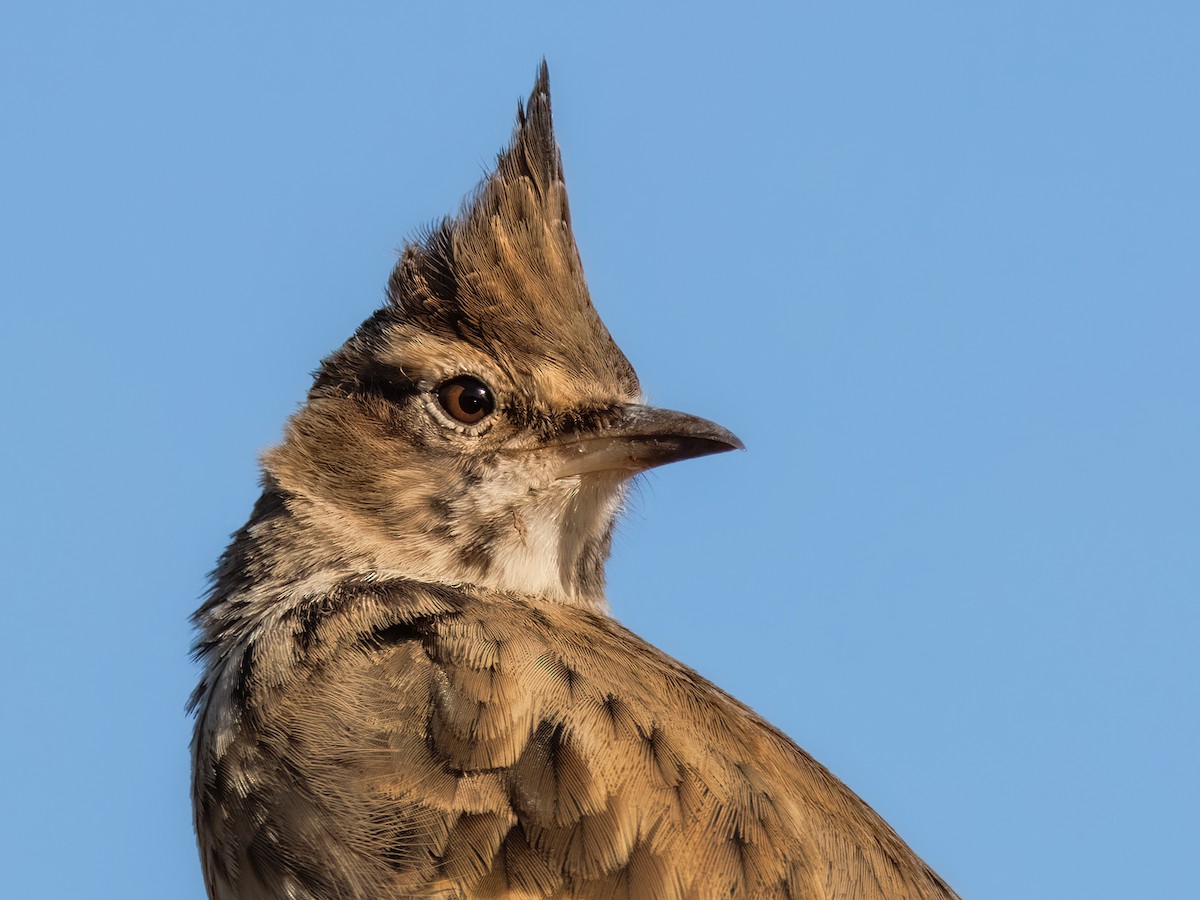 chocholouš obecný - ML610902092