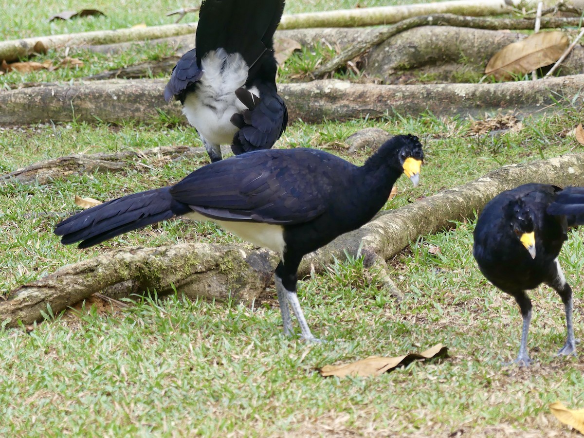 Black Curassow - ML610902098