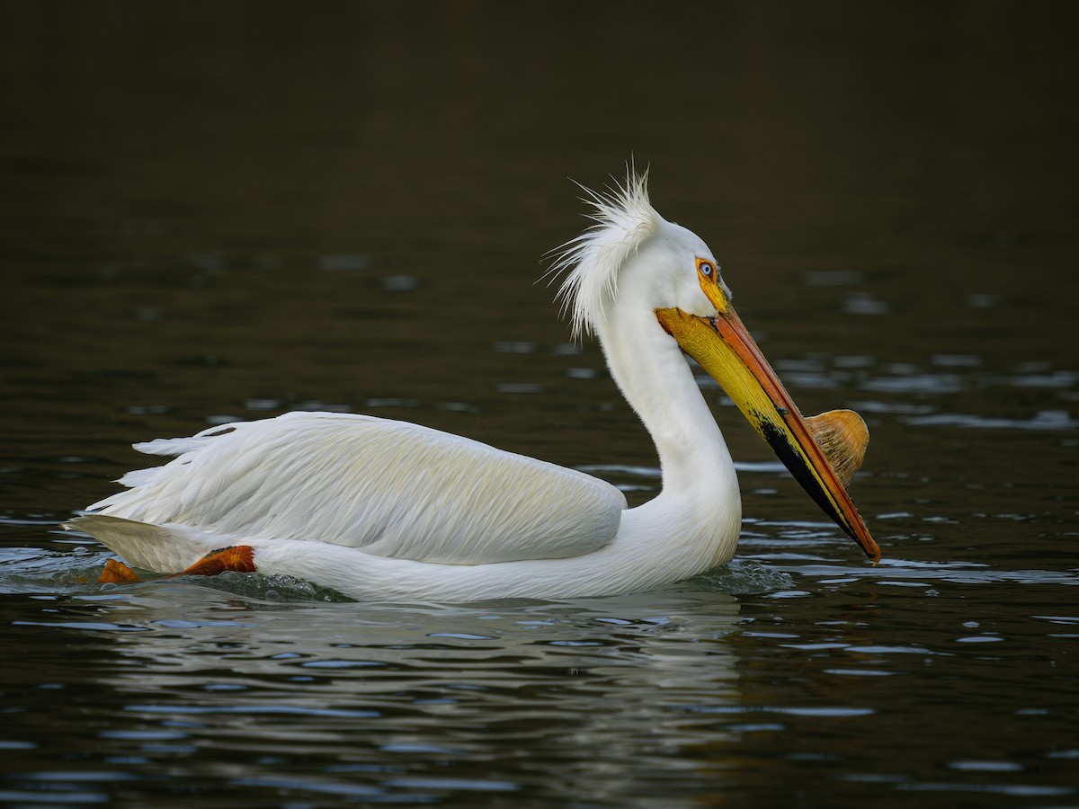 American White Pelican - Colin Koerselman