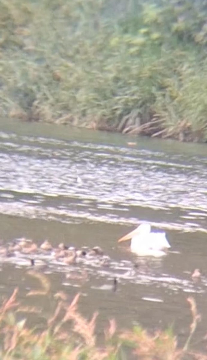 American White Pelican - ML610902130