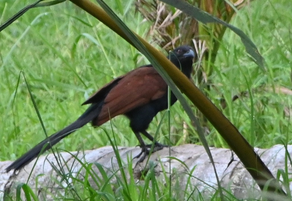 coucal sp. - Nanda Ramesh