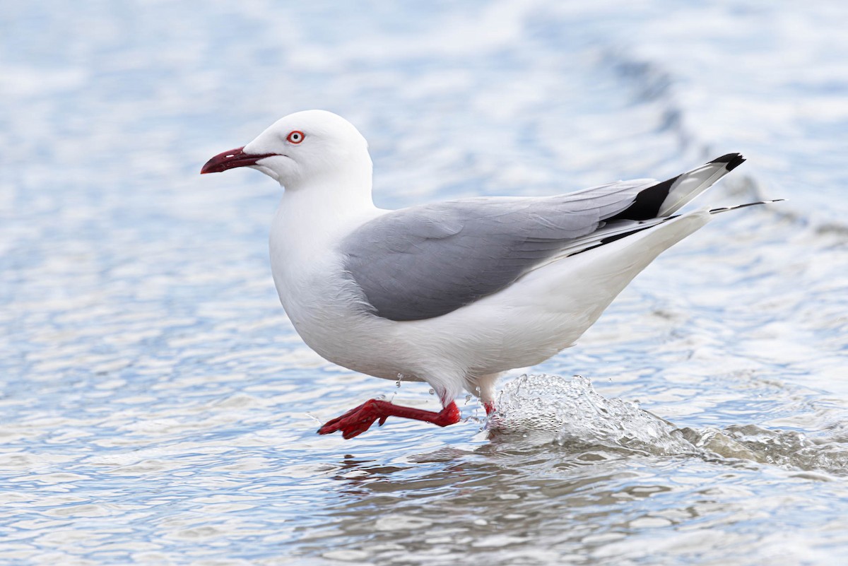 ギンカモメ（novaehollandiae／forsteri） - ML610902188