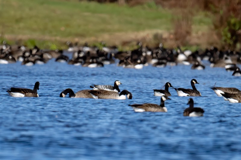 Barnacle Goose - ML610902199