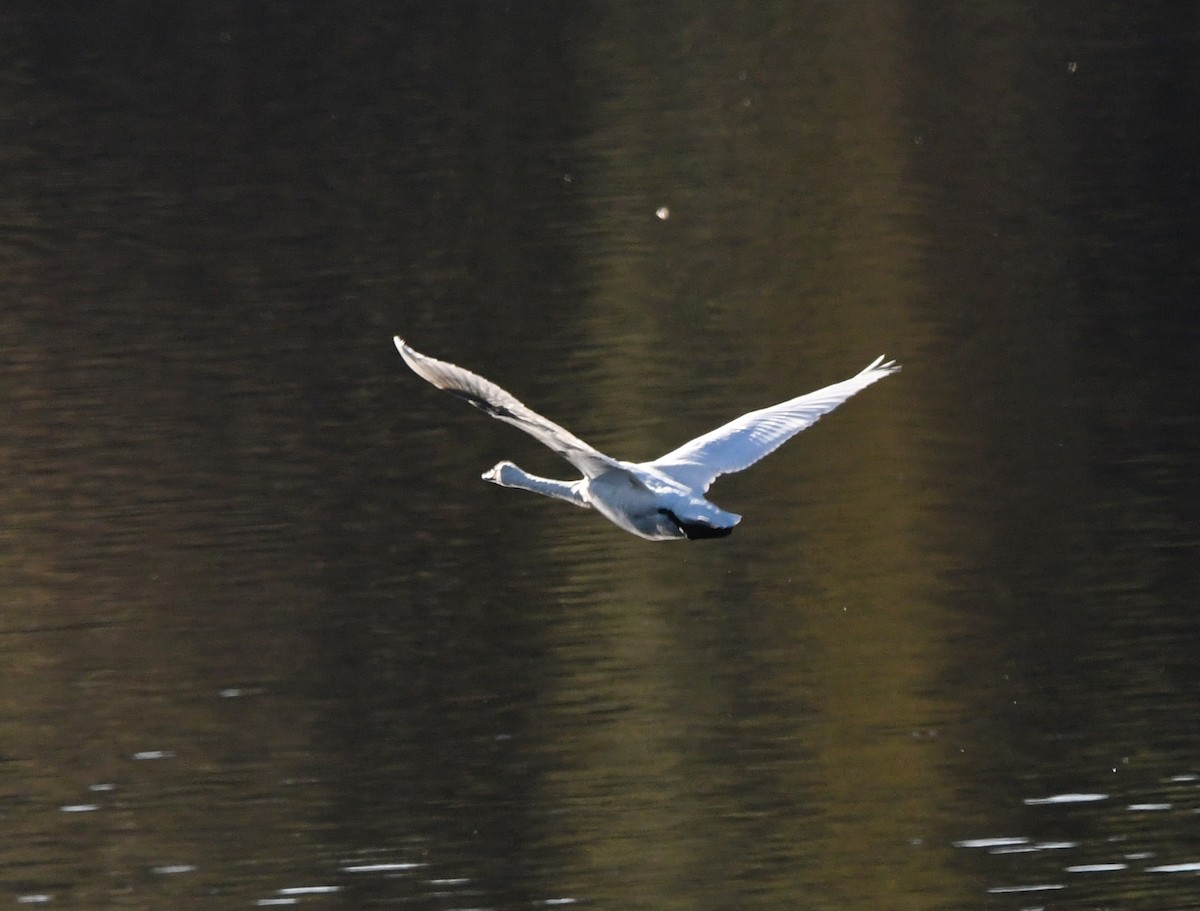 Whooper Swan - ML610902209