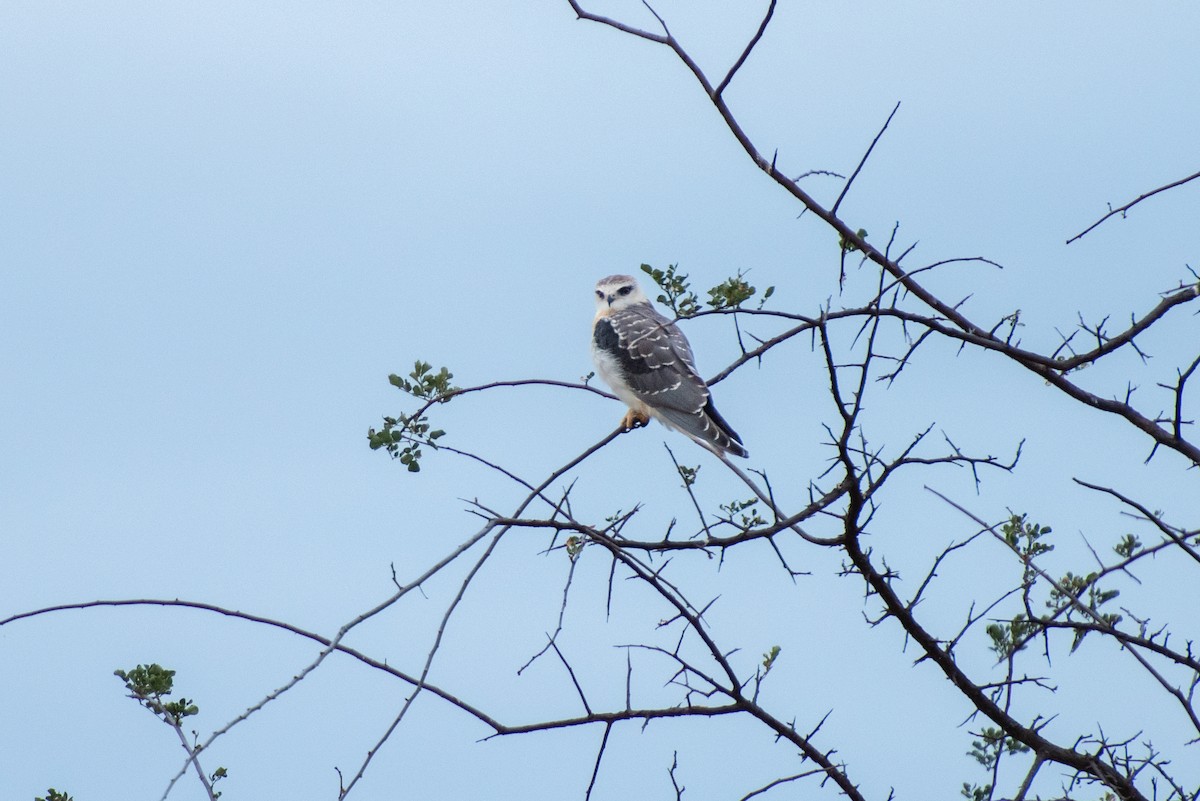 Black-winged Kite - ML610902211