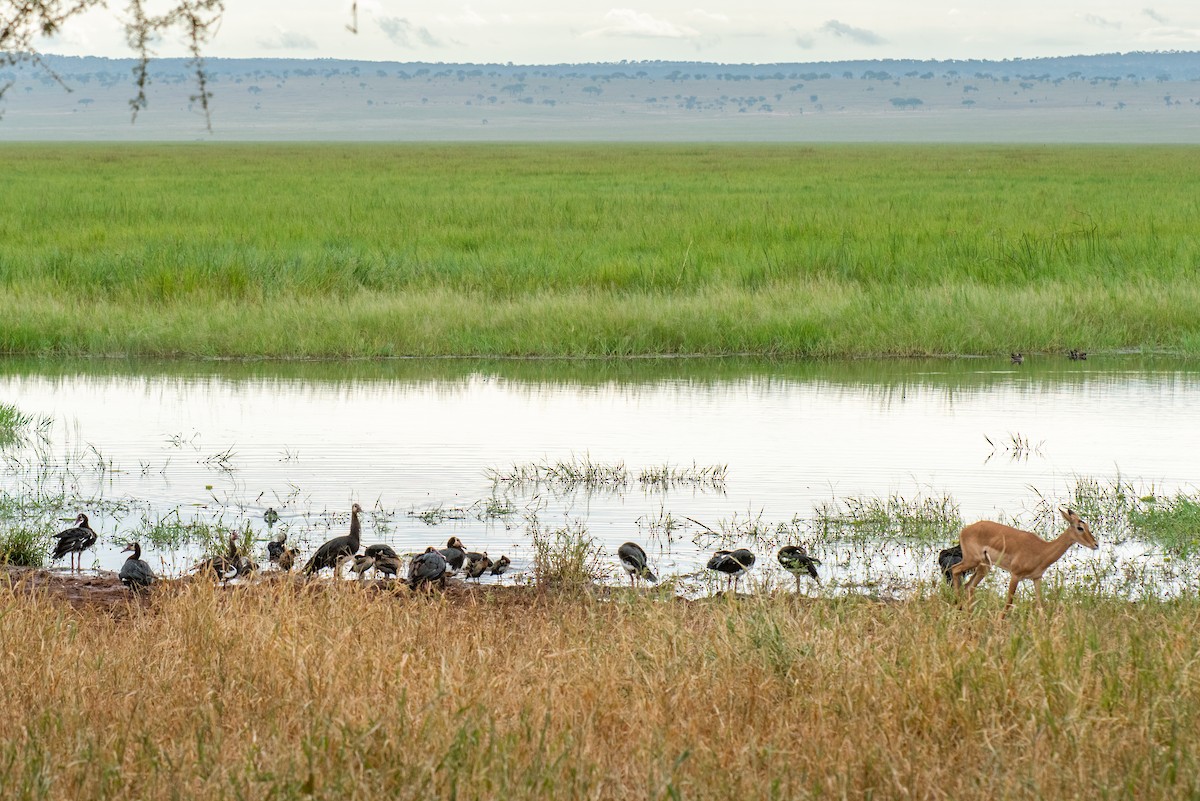 White-faced Whistling-Duck - ML610902256