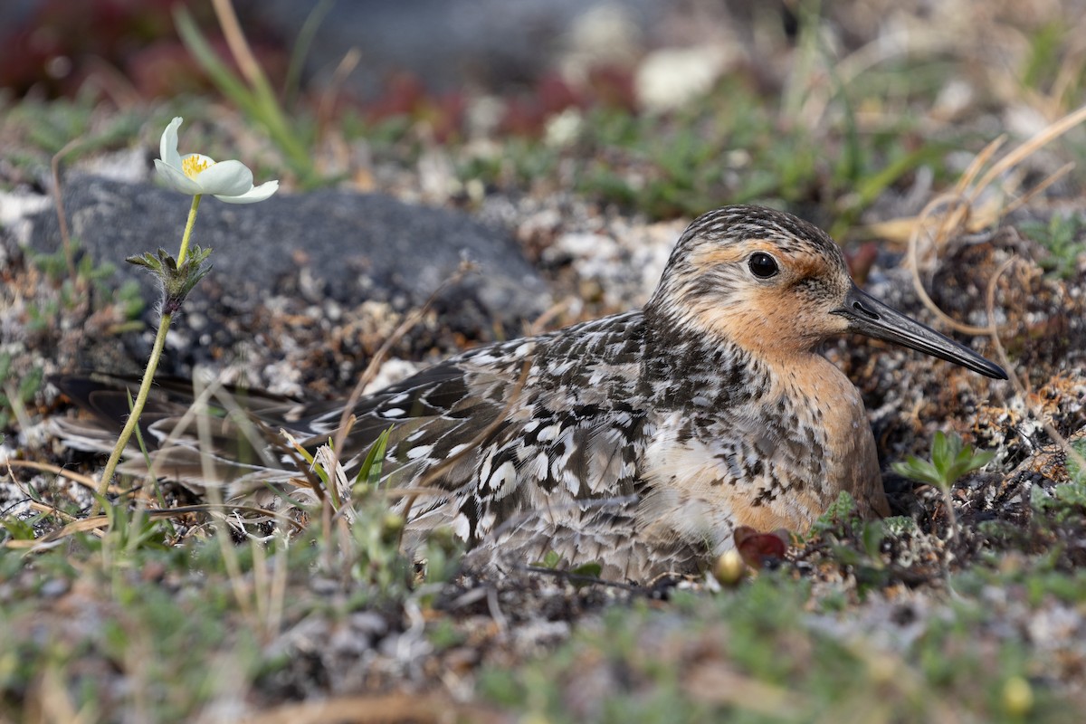 Red Knot - ML610902281