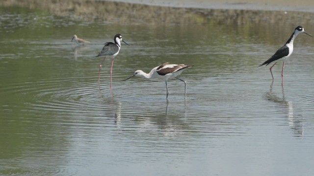 Braunhals-Säbelschnäbler - ML610902323