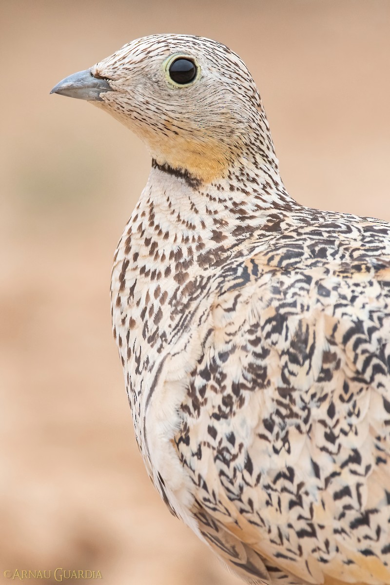 Black-bellied Sandgrouse - ML610902354