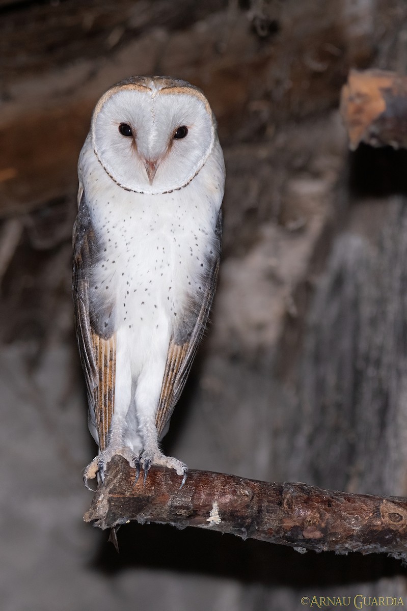 Western Barn Owl - Arnau Guardia