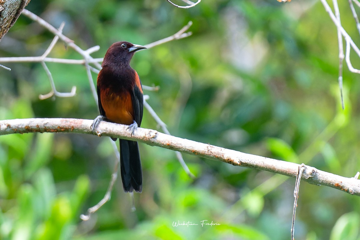 Martinique Oriole - ML610902393