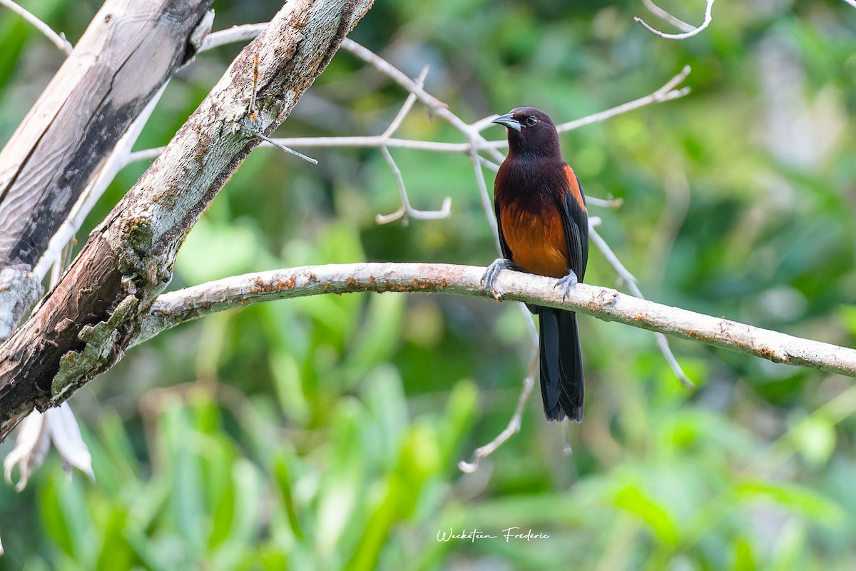 Martinique Oriole - ML610902394