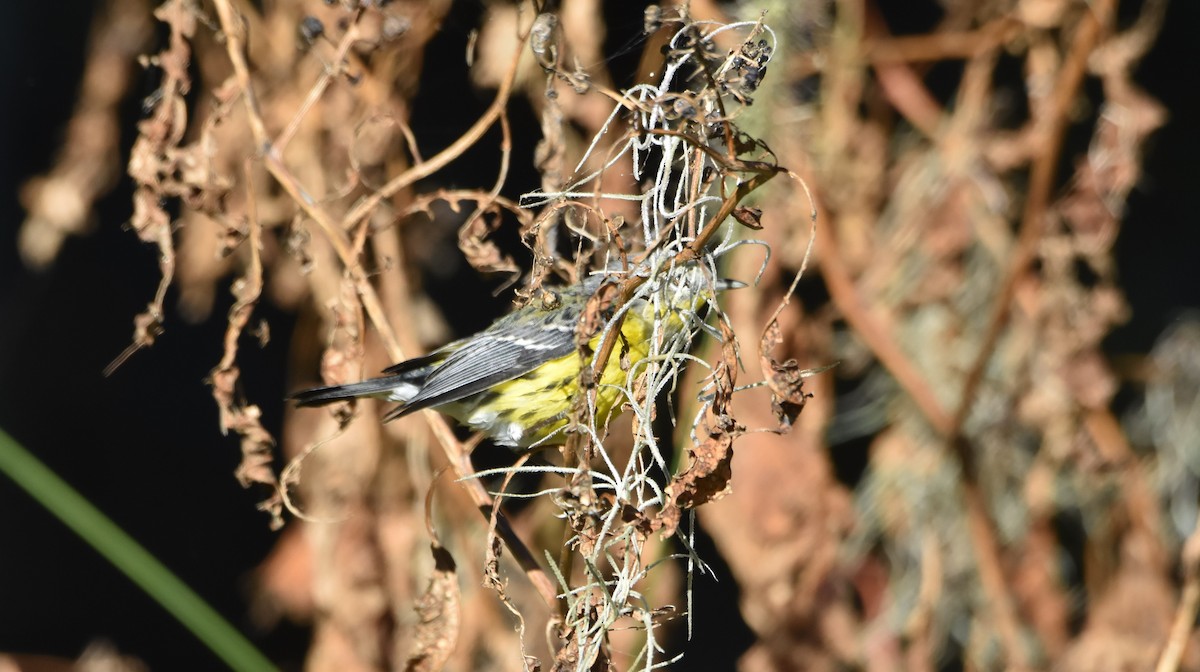 Magnolia Warbler - ML610902399