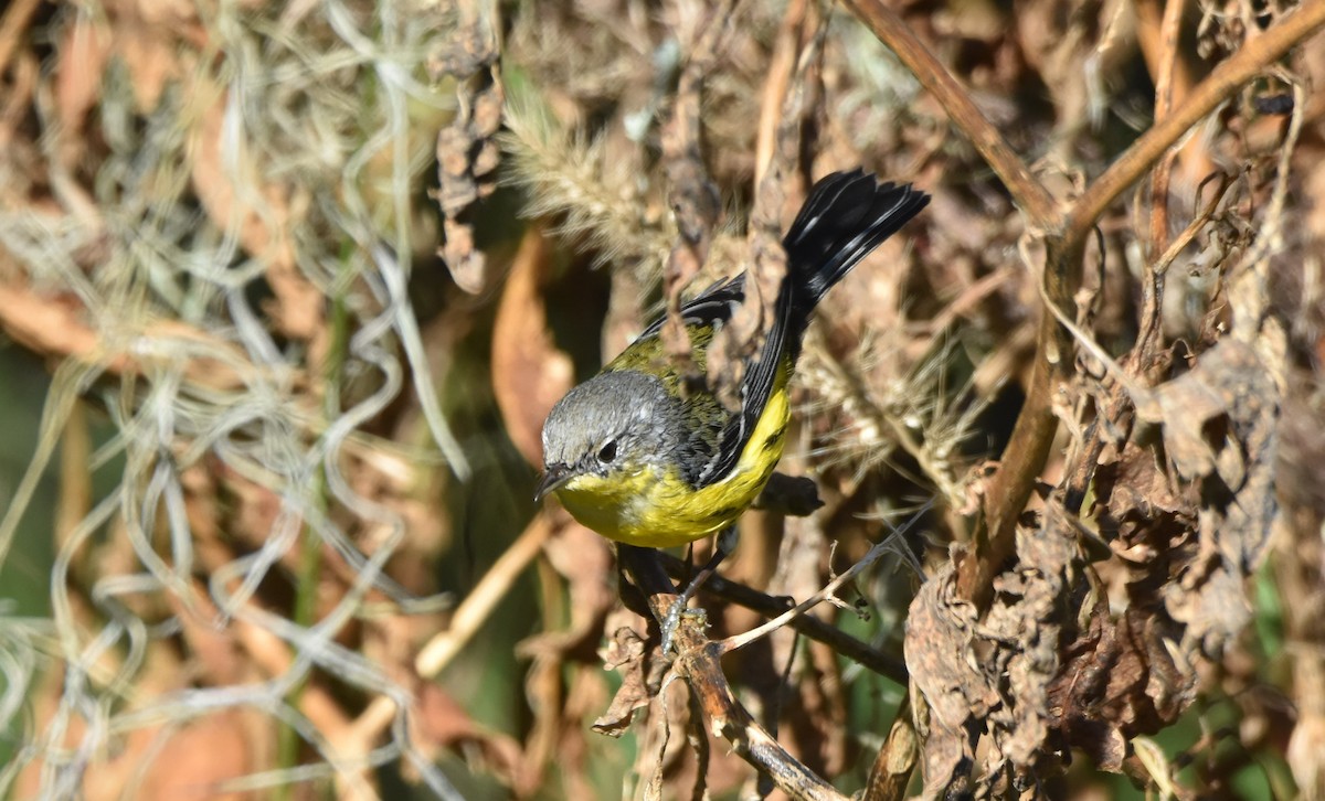 Magnolia Warbler - ML610902400