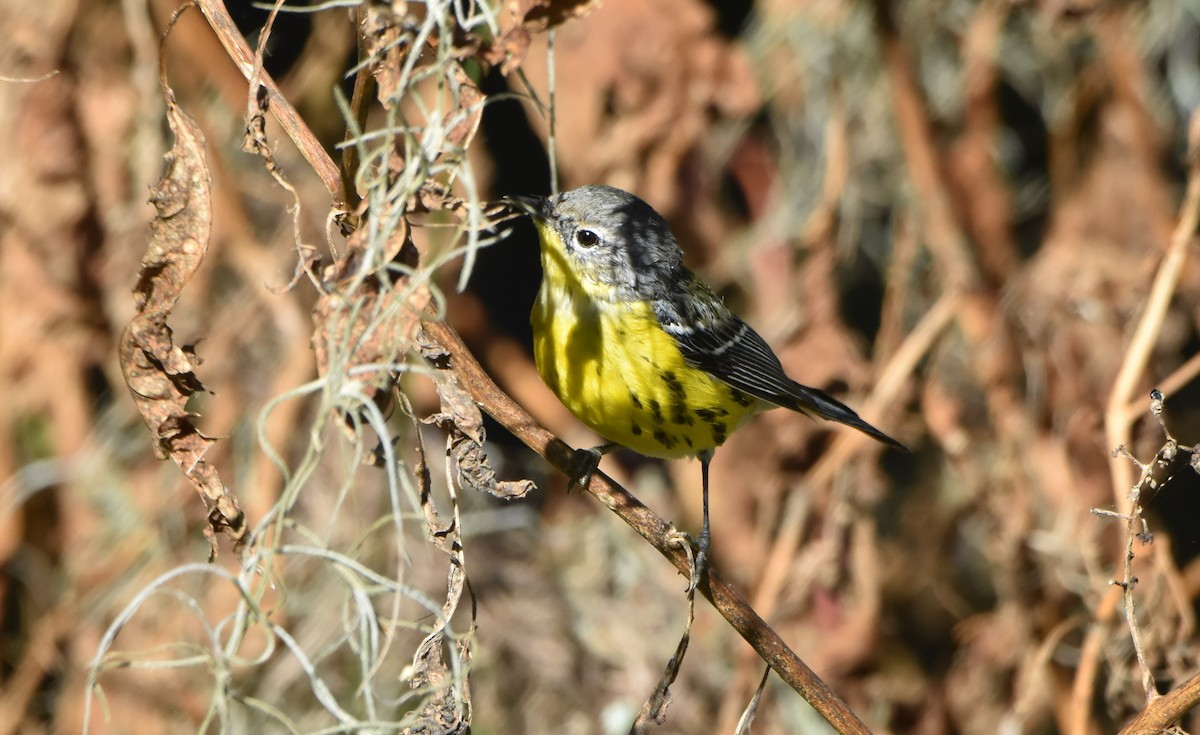 Magnolia Warbler - ML610902401